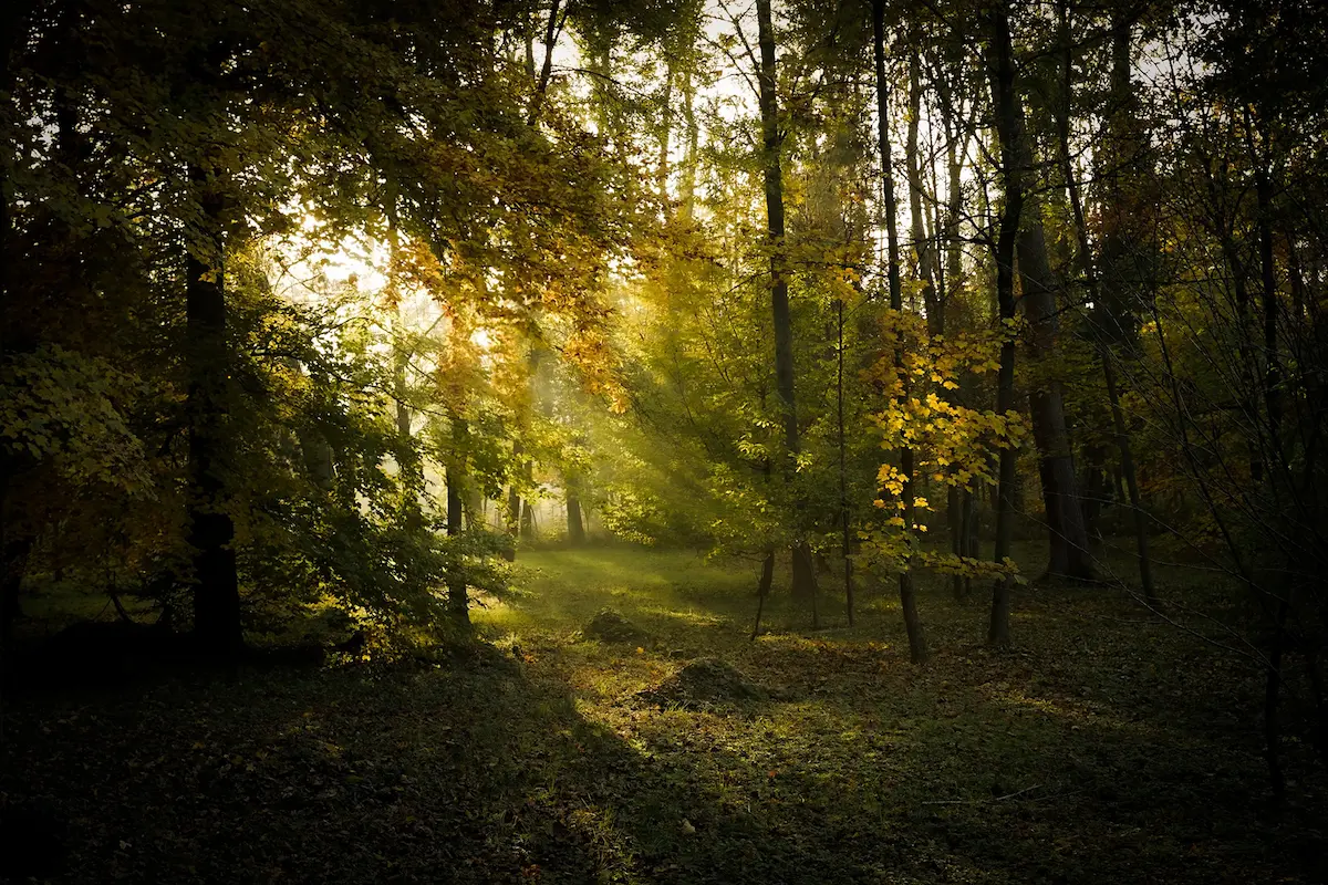 Forêt au lever du soleil